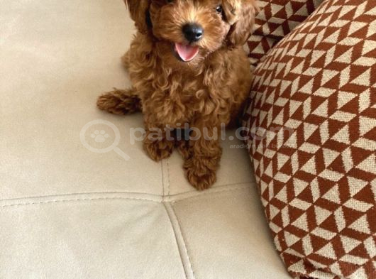 75 Günlük Teacup Poodle Dişi Erkek Denizli