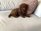 75 Günlük Teacup Poodle Dişi Erkek Denizli