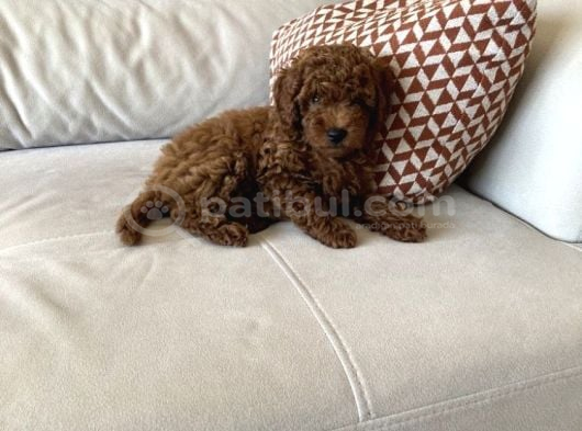 75 Günlük Teacup Poodle Dişi Erkek Denizli görsel