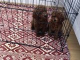 75 Günlük Teacup Poodle Dişi Erkek Denizli