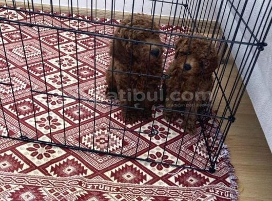 75 Günlük Teacup Poodle Dişi Erkek Denizli görsel