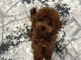 75 Günlük Teacup Poodle Dişi Erkek Denizli