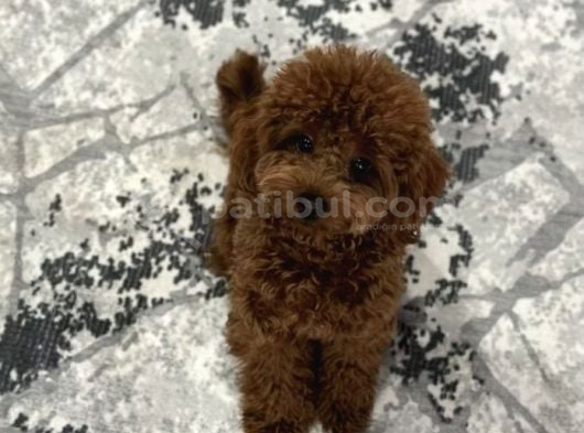 75 Günlük Teacup Poodle Dişi Erkek Denizli görsel