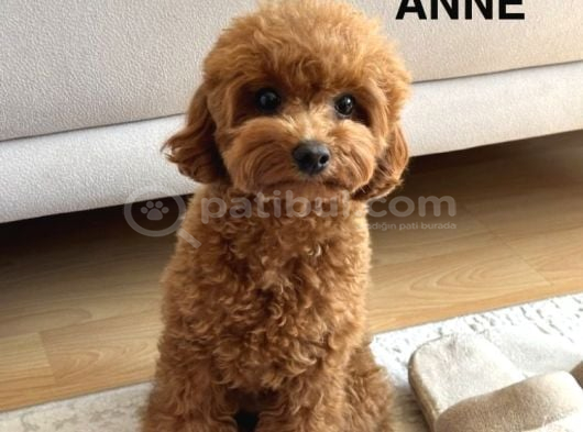 75 Günlük Teacup Poodle Dişi Erkek Denizli görsel
