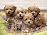 Mini Mini Sevimli Maltipoo Bebekler