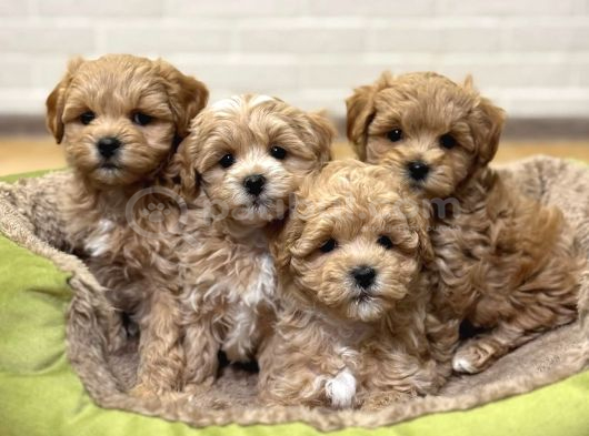 Mini Mini Sevimli Maltipoo Bebekler görsel