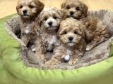Mini Mini Sevimli Maltipoo Bebekler