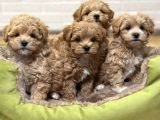 Mini Mini Sevimli Maltipoo Bebekler