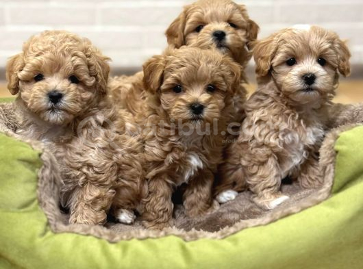 Mini Mini Sevimli maltipoo bebekler