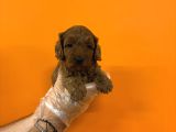 Bebek Surat Gerçek Malti̇poo Bebekleri̇mi̇z