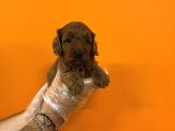 Bebek Surat Gerçek Malti̇poo Bebekleri̇mi̇z