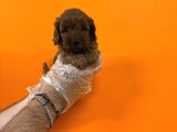 Bebek Surat Gerçek Malti̇poo Bebekleri̇mi̇z