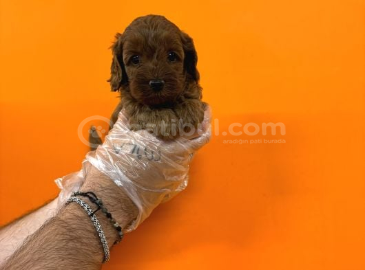 BEBEK SURAT GERÇEK MALTİPOO BEBEKLERİMİZ