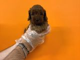 Bebek Surat Gerçek Malti̇poo Bebekleri̇mi̇z