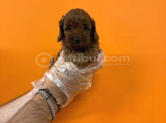 Bebek Surat Gerçek Malti̇poo Bebekleri̇mi̇z görsel
