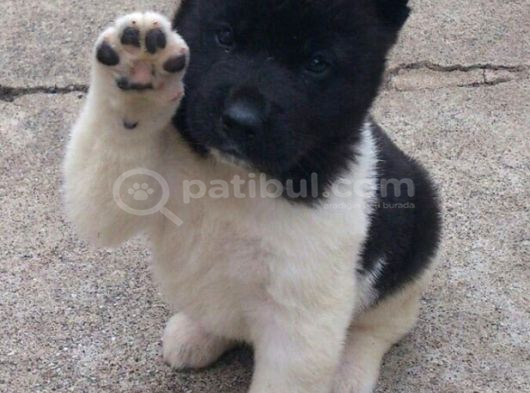 Aki̇ta Inu Bebekleri̇mi̇z görsel
