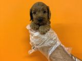 Bebek Surat Gerçek Malti̇poo Bebekleri̇mi̇z