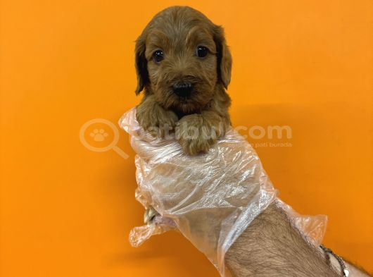 Bebek Surat Gerçek Malti̇poo Bebekleri̇mi̇z görsel