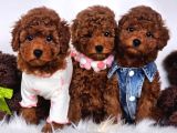 Aşılı Ve Sosyal Teddy Poodle Yavrular
