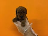 Red Browne Kore Toy Poodle Yavrularimiz