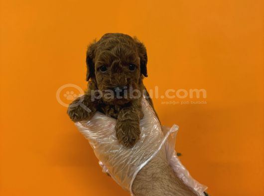 RED BROWNE KORE TOY POODLE YAVRULARIMIZ