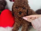 Aşılı Ve Sosyal Teddy Poodle Yavrular