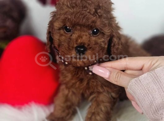 Aşılı Ve Sosyal Teddy Poodle Yavrular görsel