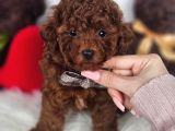 Aşılı Ve Sosyal Teddy Poodle Yavrular