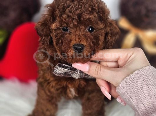 Aşılı Ve Sosyal Teddy Poodle Yavrular görsel