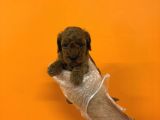 Red Browne Kore Toy Poodle Yavrularimiz