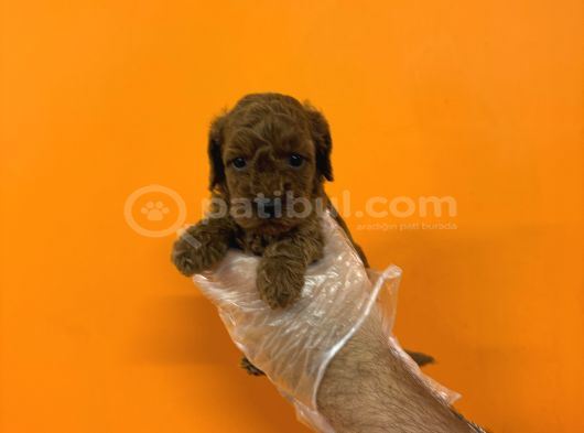 Red Browne Kore Toy Poodle Yavrularimiz görsel