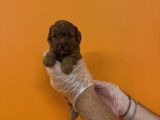 Red Browne Kore Toy Poodle Yavrularimiz