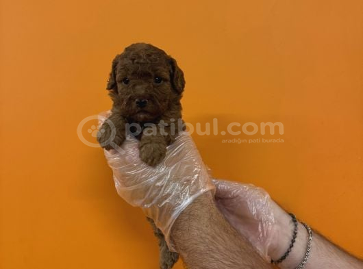Red Browne Kore Toy Poodle Yavrularimiz görsel