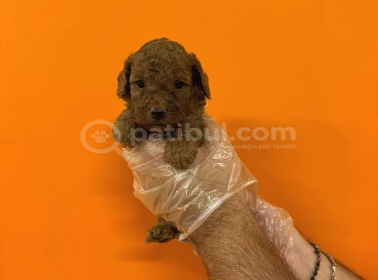 Red Browne Kore Toy Poodle Yavrularimiz görsel
