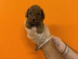 Red Browne Kore Toy Poodle Yavrularimiz
