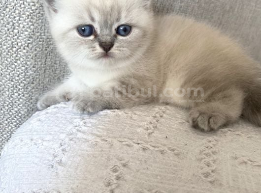 Pamuk Gibi safkan British Shorthair yavrular