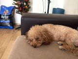 Yetiskin Mini Toy Poodle