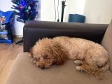Yetiskin Mini Toy Poodle