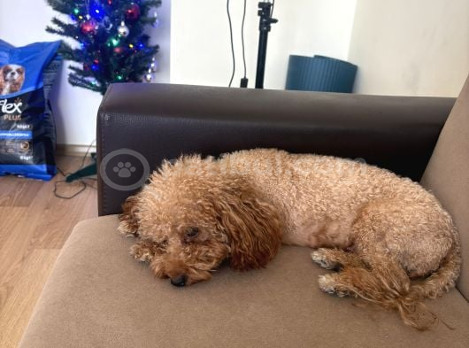 Yetiskin Mini Toy Poodle görsel