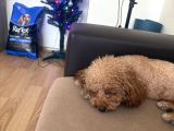 Yetiskin Mini Toy Poodle