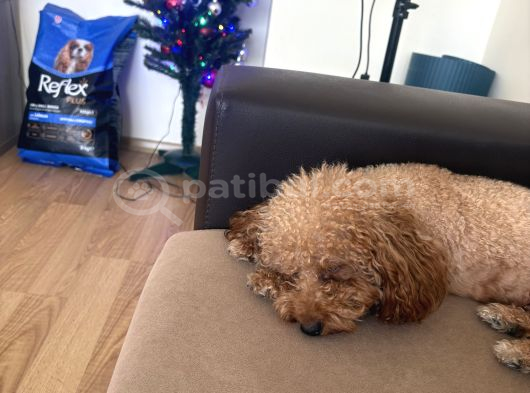 Yetiskin Mini Toy Poodle görsel