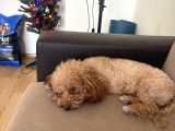 Yetiskin Mini Toy Poodle