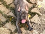 4 Aylık Aşıları Ve Çipi Var French Bulldog