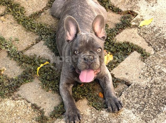 4 Aylık Aşıları Ve Çipi Var French Bulldog görsel
