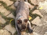 4 Aylık Aşıları Ve Çipi Var French Bulldog