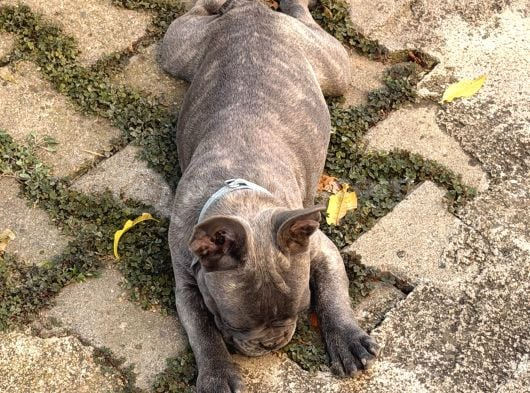 4 Aylık Aşıları Ve Çipi Var French Bulldog görsel