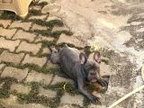 4 Aylık Aşıları Ve Çipi Var French Bulldog