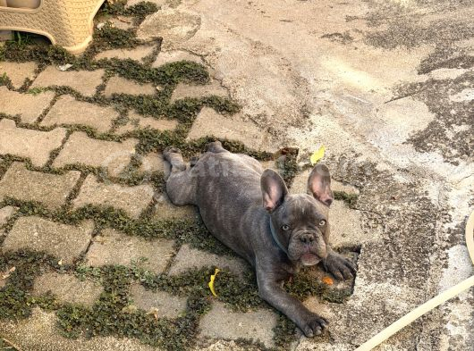 4 Aylık Aşıları Ve Çipi Var French Bulldog görsel