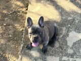 4 aylık aşıları ve çipi var french bulldog
