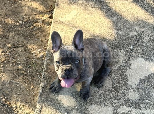 4 aylık aşıları ve çipi var french bulldog